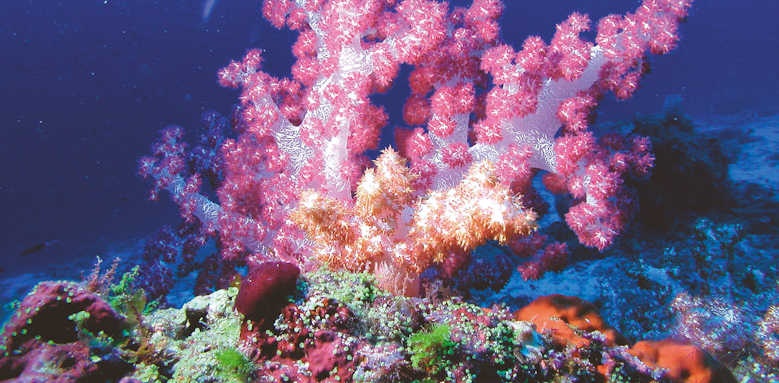 Constance Moofushi, diving coral