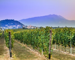 bardolino vineyards, lake garda